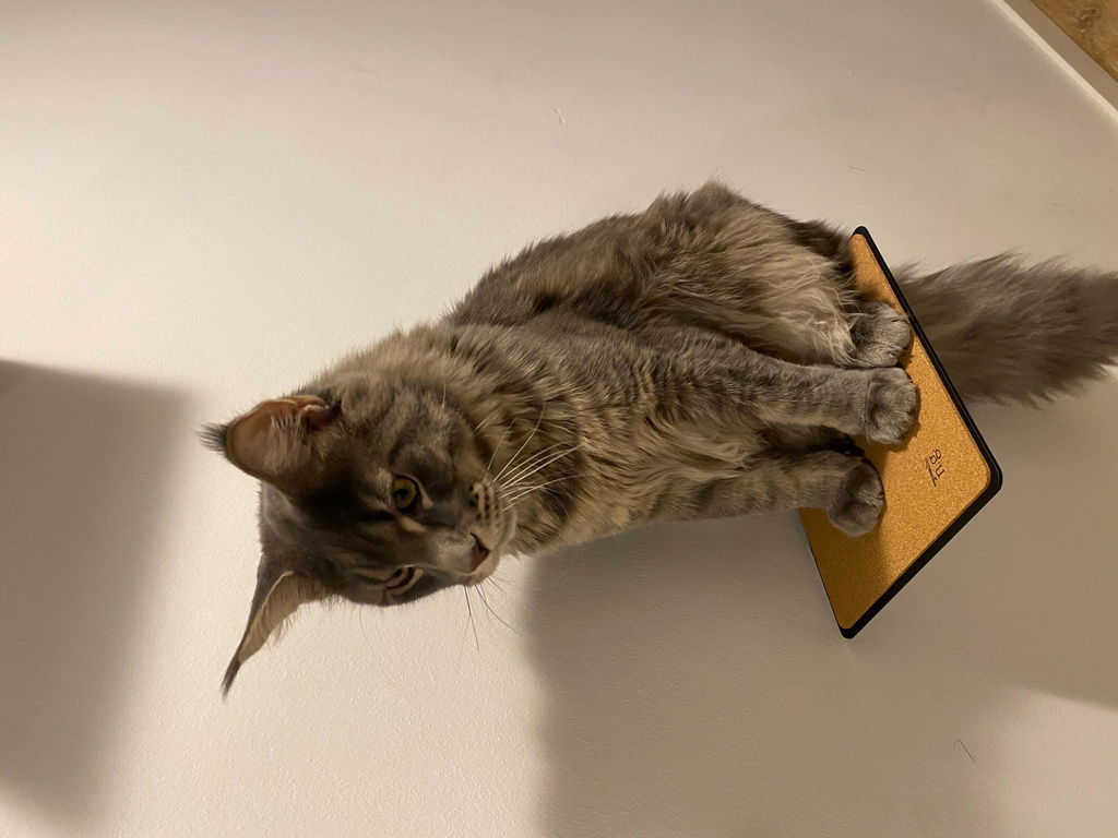 Katze liebt es
